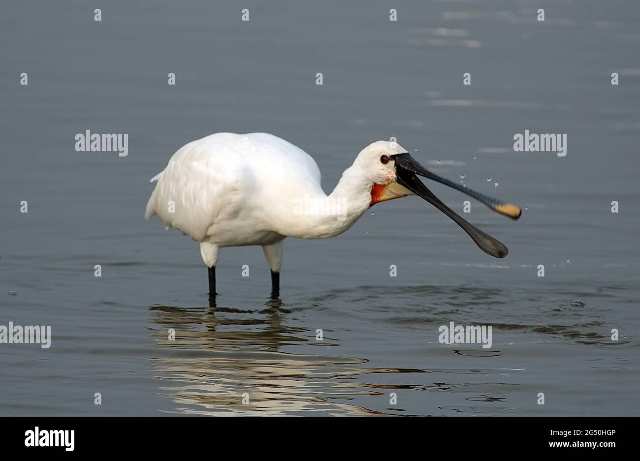 Spoonbill feeding hi-res stock photography and images - Alamy