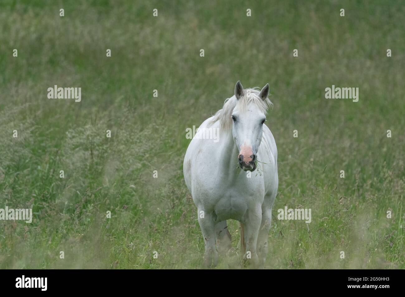 A white horse in a grazing field Stock Photo - Alamy