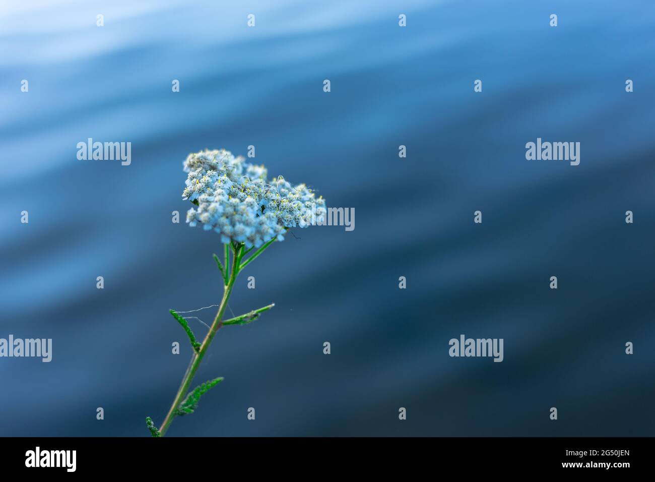 Growing wildflowers hi-res stock photography and images - Alamy