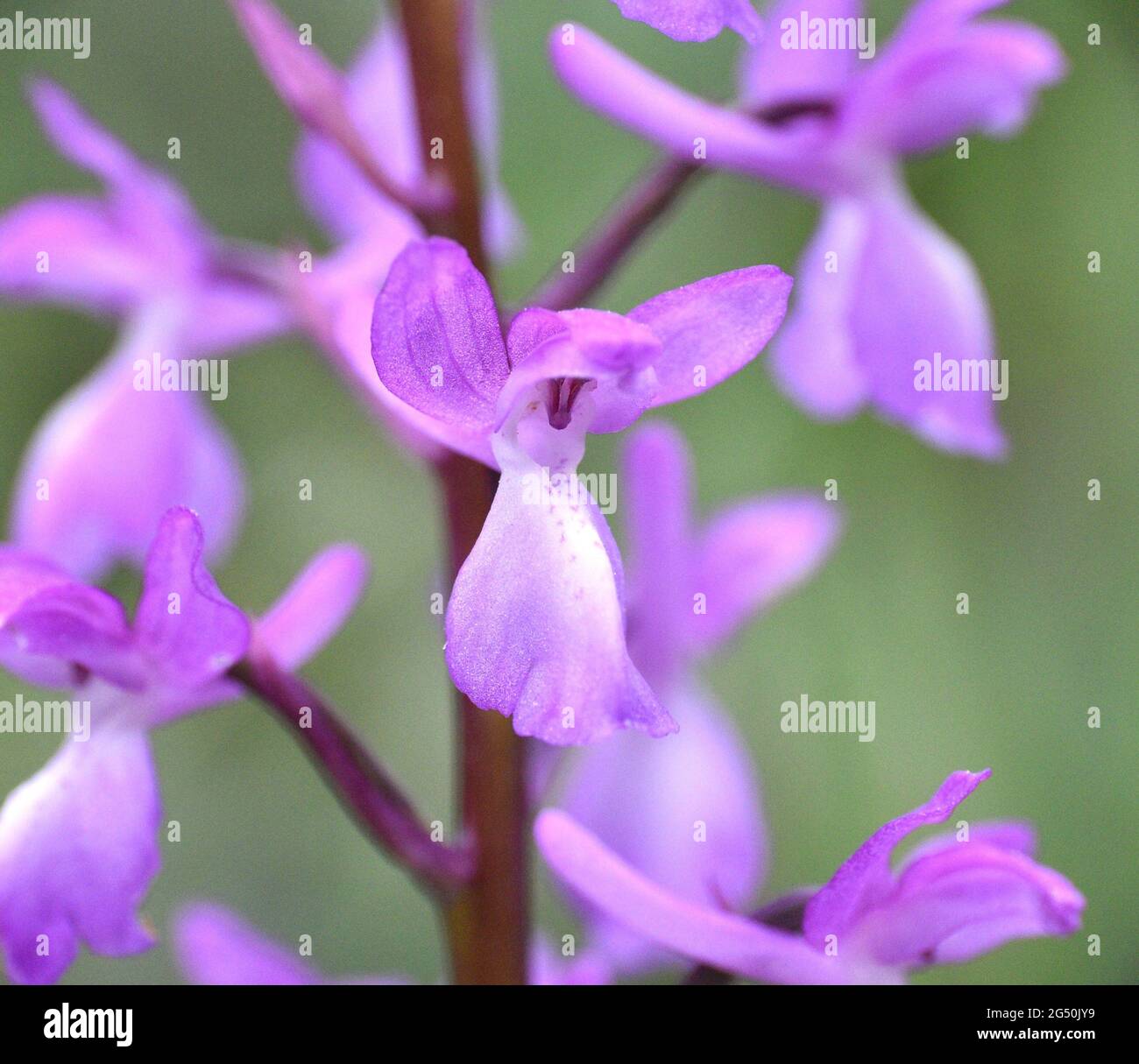 Macro frontal detail of Orchis langei flower. Pink, purple and white color, cloudy day. Stock Photo