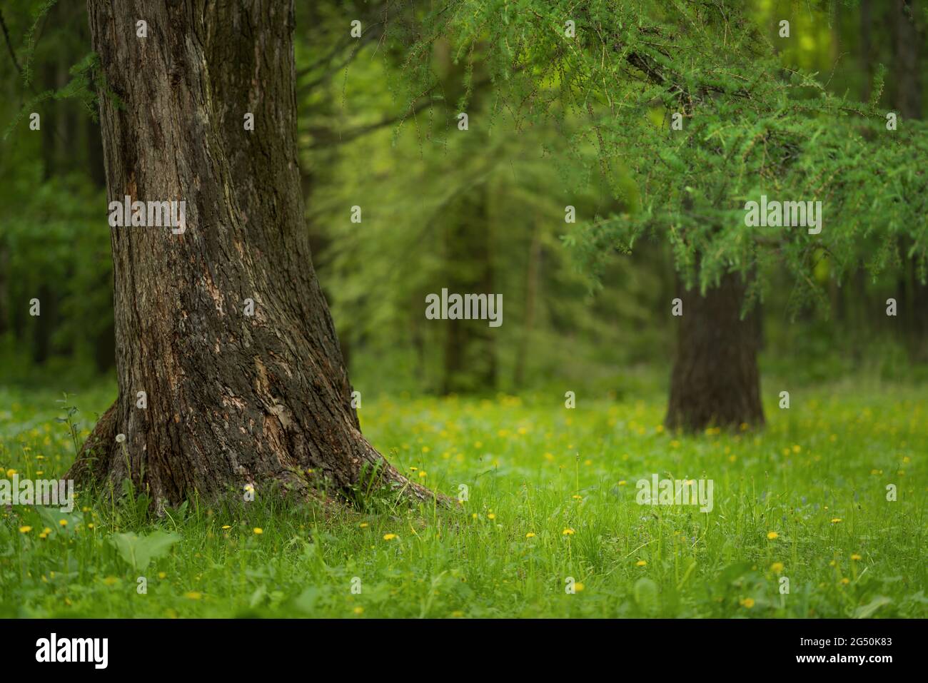Lawn park park sun hi-res stock photography and images - Alamy