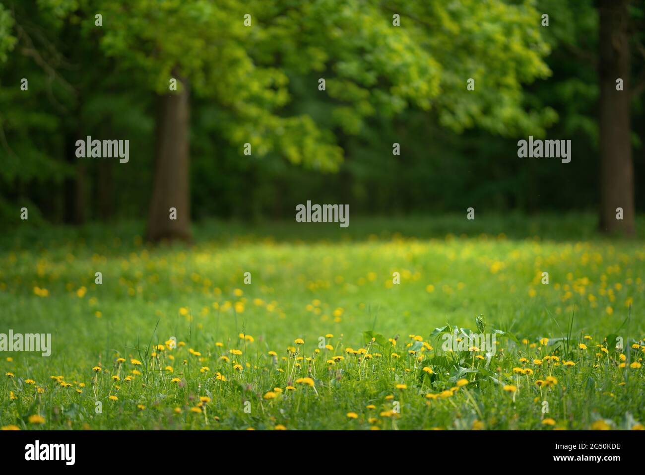 Lawn park park sun hi-res stock photography and images - Alamy