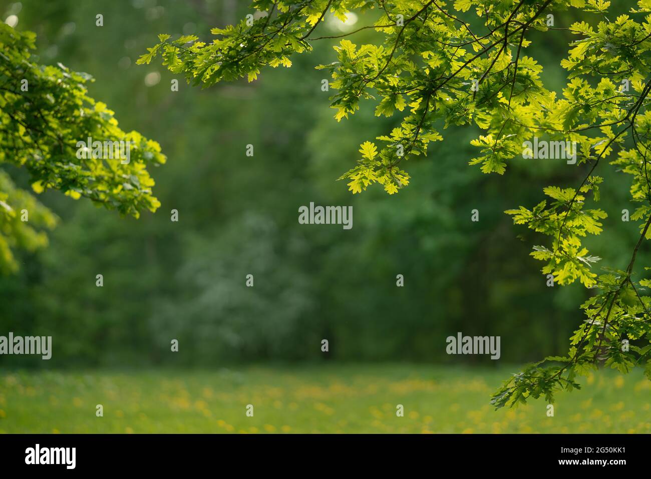 Lush green lawn park hi-res stock photography and images - Alamy