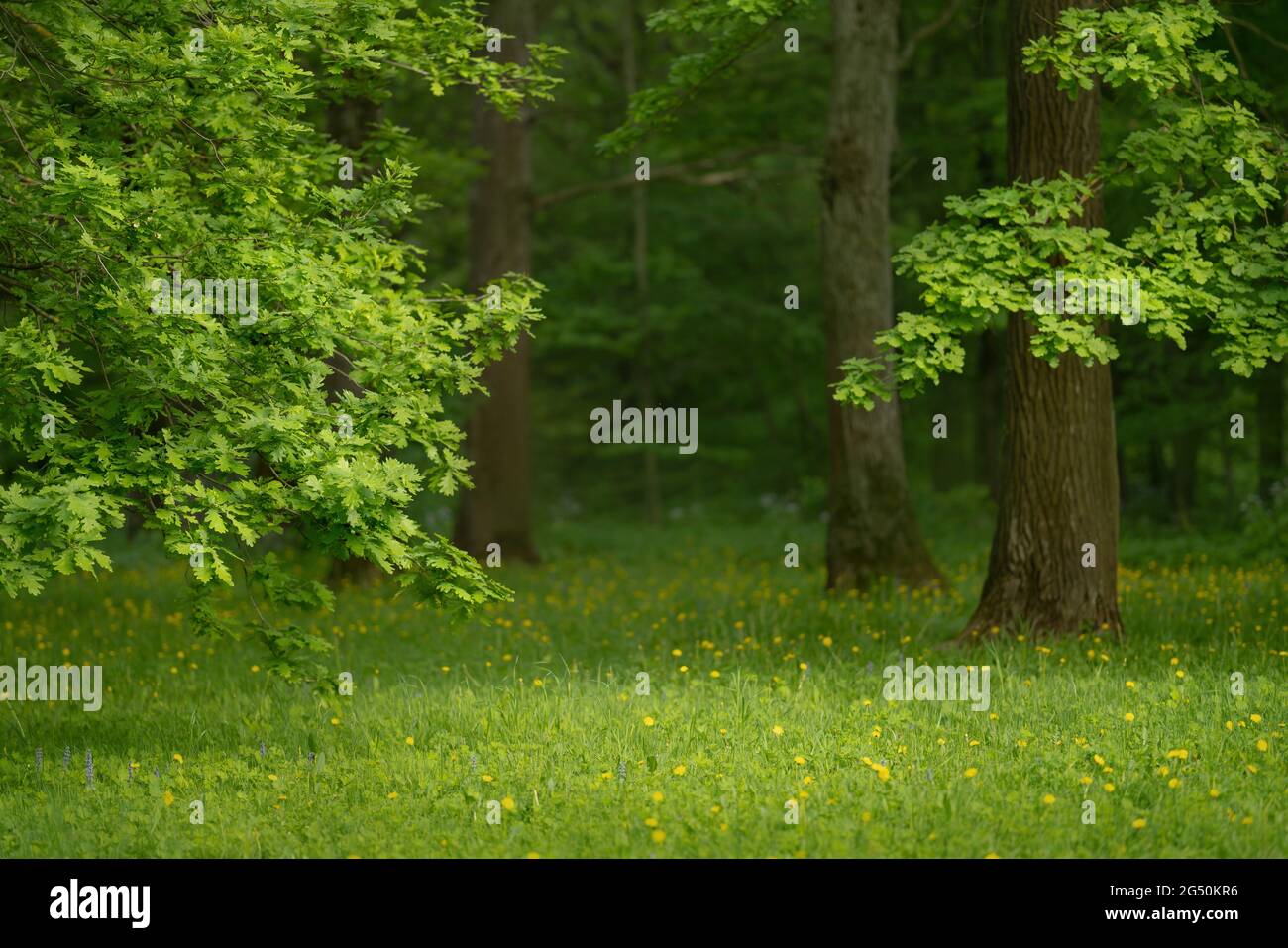 Lawn park park sun hi-res stock photography and images - Alamy