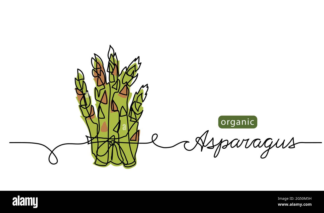 Asparagus bunch sketch vector illustration, background. One continuous