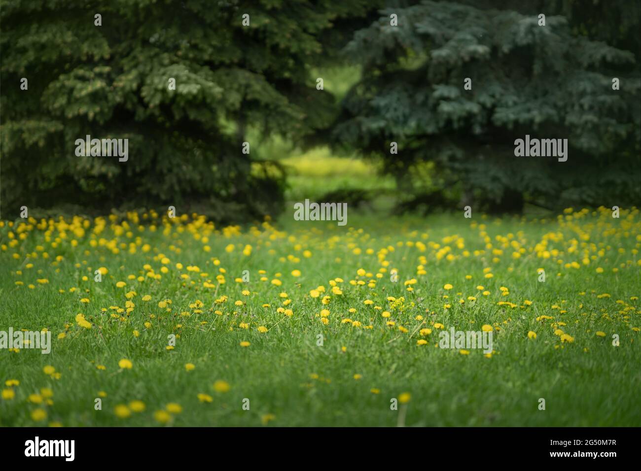 Green lawn in city park Stock Photo - Alamy