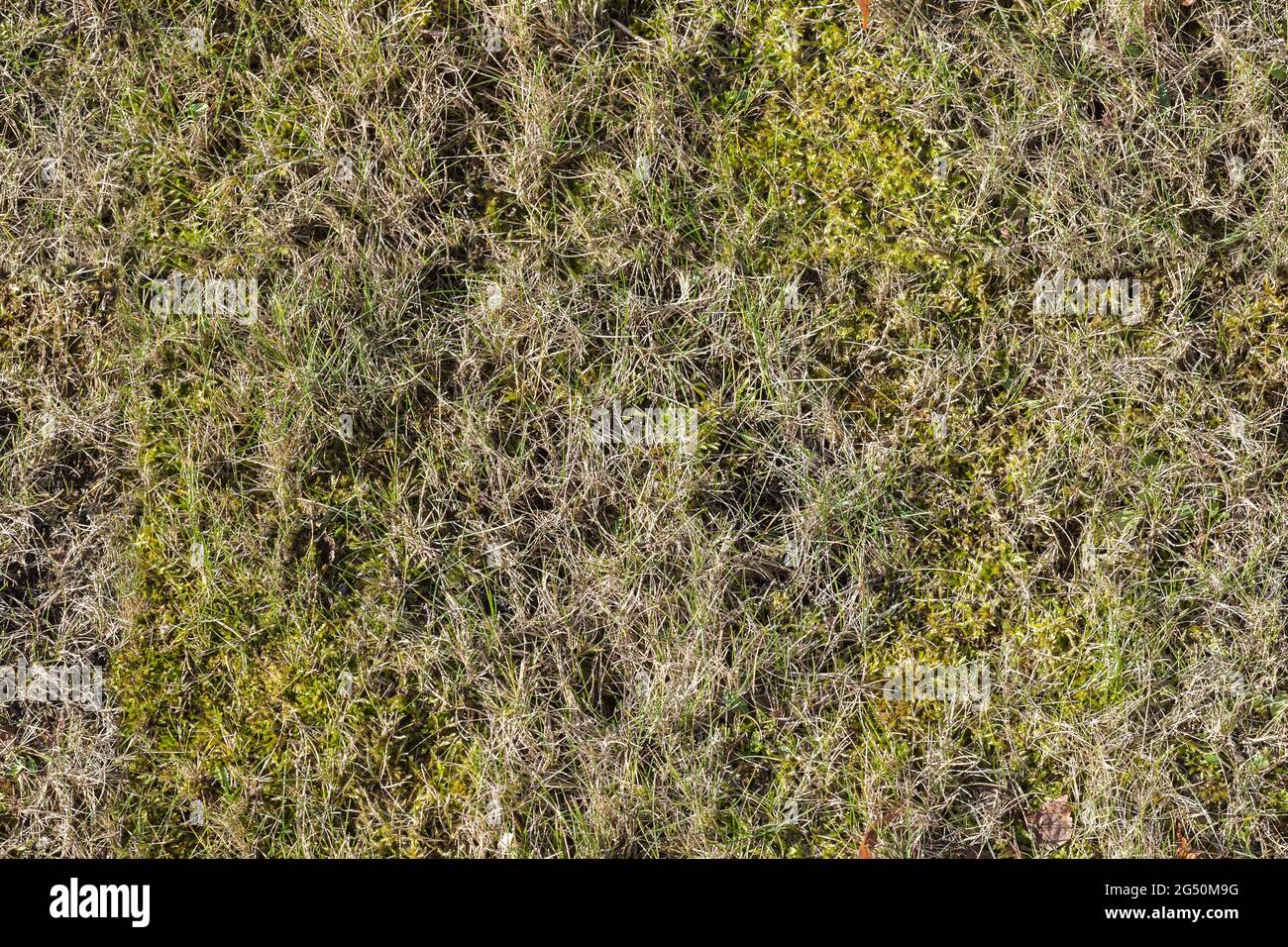 European forest ground covered with moss and grass, top view, natural seamless background photo texture Stock Photo