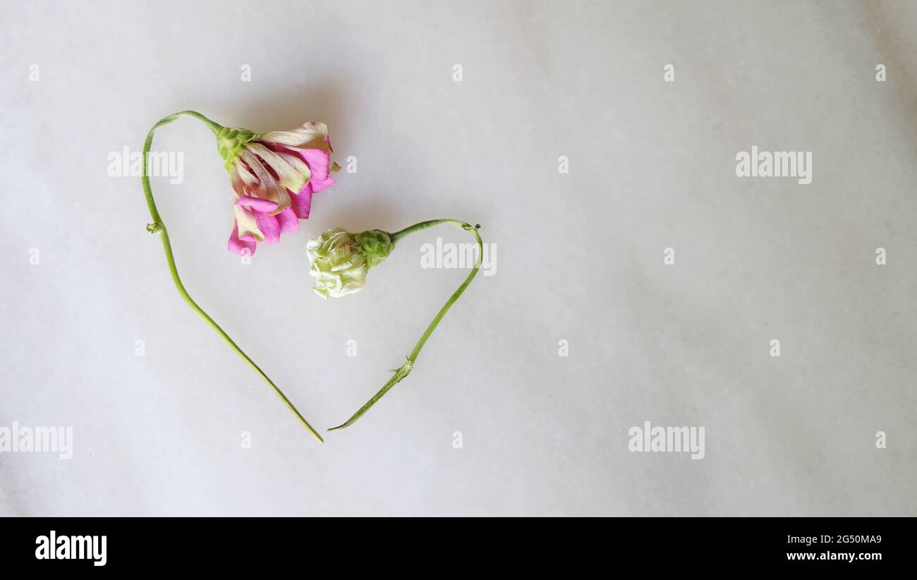 Flat lay of two withered flowers with their heads drooping, placed at an angle that form a heart shape. On a marble surface, with copy space on the ri Stock Photo