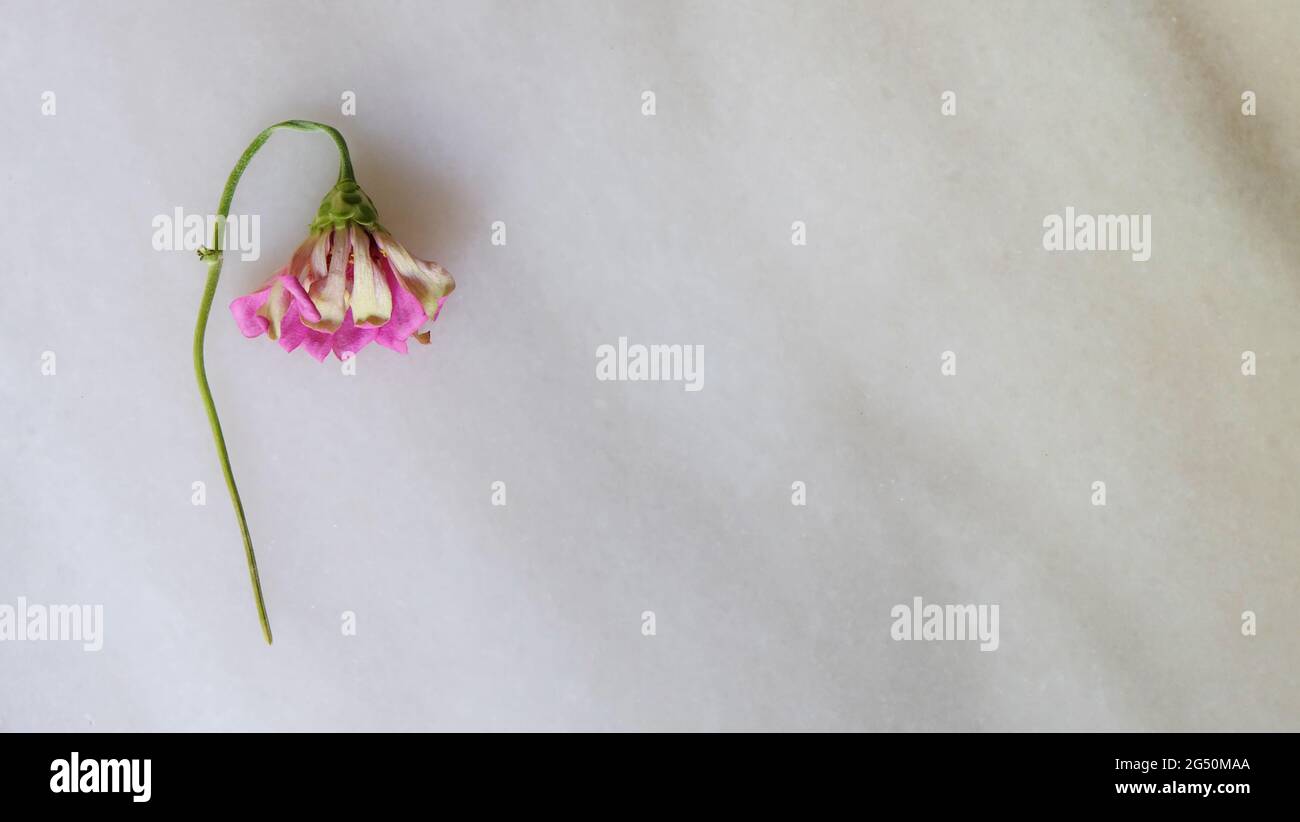 Flat lay of a withered pink flower with its head drooping. On a marble surface, with copy space on the right. Top view. Stock Photo