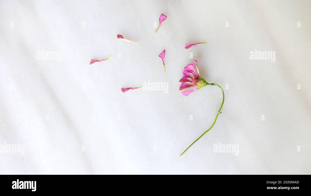 Flat lay of a wilted flower head, with some of the fallen the pink petals spreading around the flower head. Stock Photo