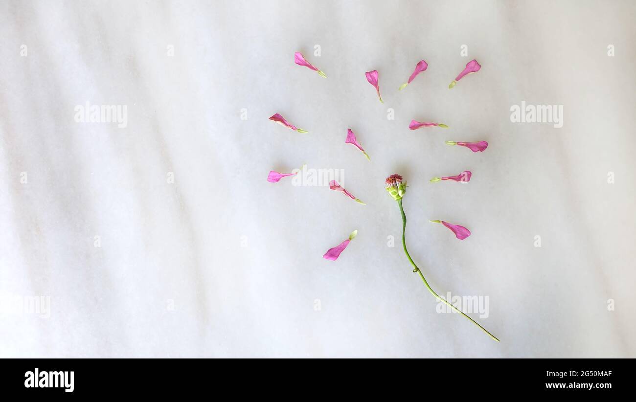Flat lay of a wilted flower head, with all the pink petals removed and spread around the stem. Stock Photo