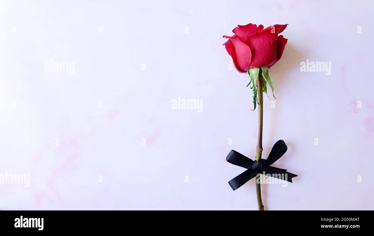 A single red rose, with a black ribbon bow tied around its stem. With copy space on the left. Stock Photo