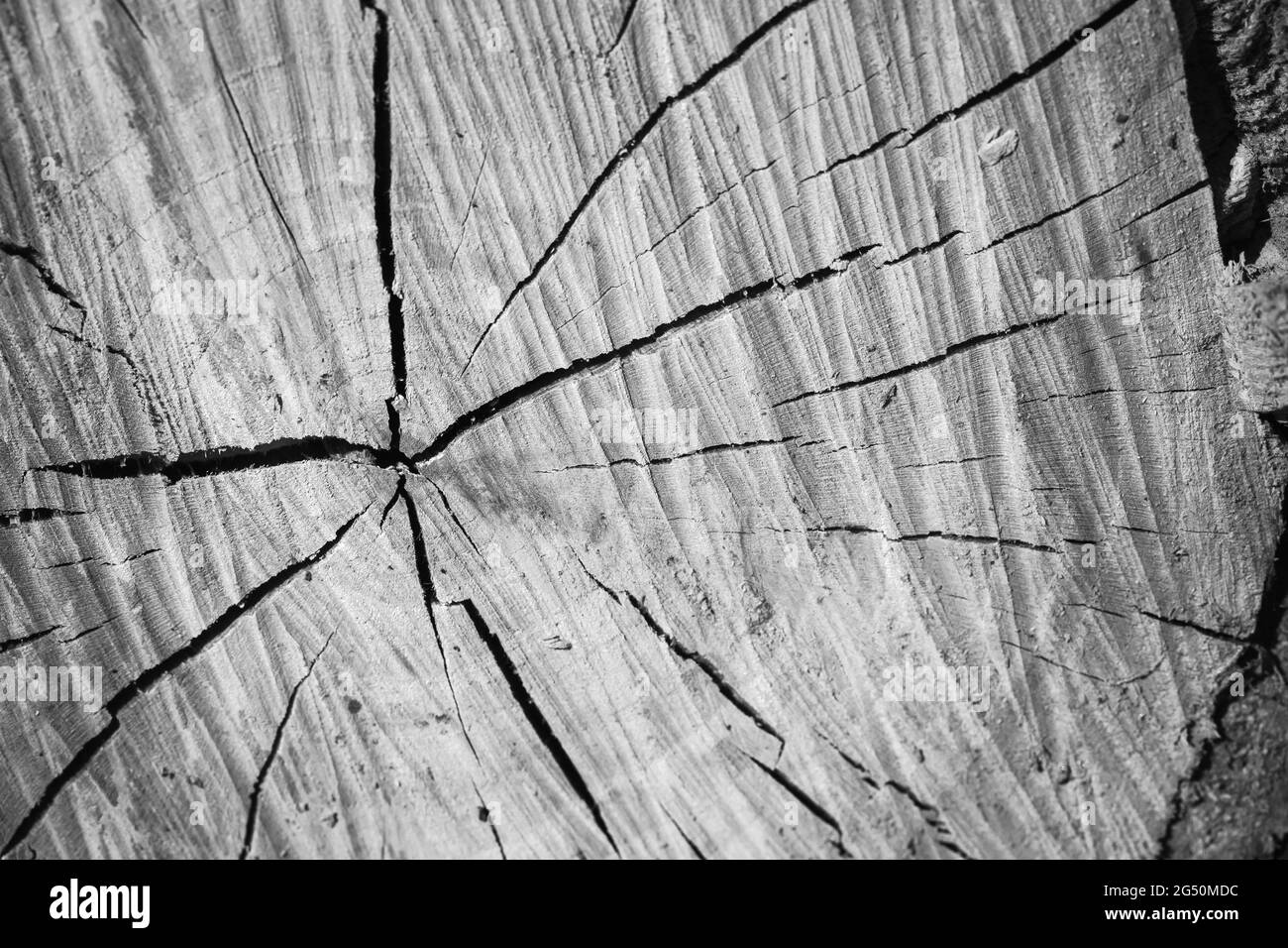 Circular pattern with cracks of an old wooden log section, black and white photo Stock Photo