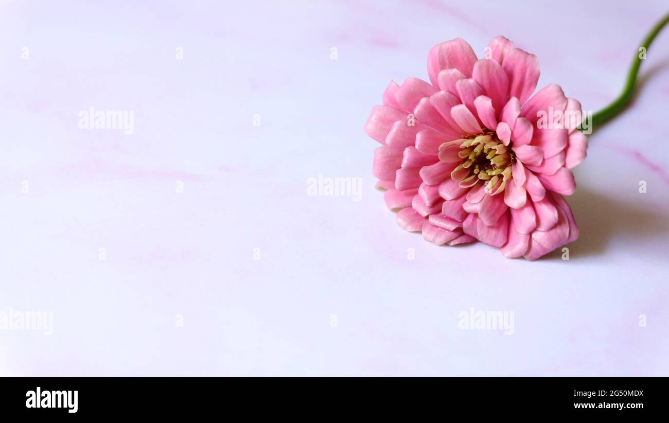 A single pink gerbera daisy flower, on a pink marble surface. With copy space on the left. Stock Photo