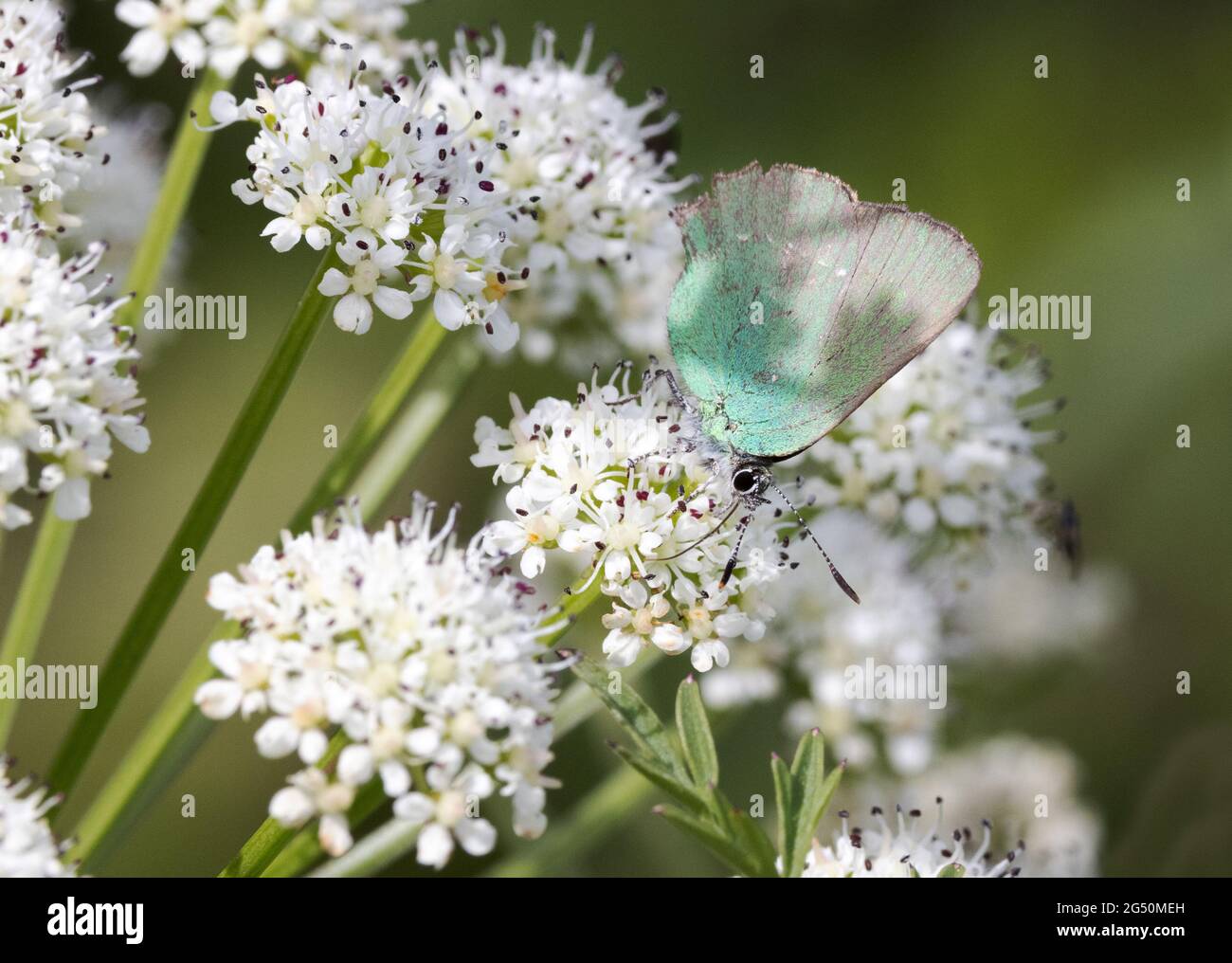 British butterflies; The Green Hairstreak butterfly, Callophrys rubi, Wales UK Stock Photo