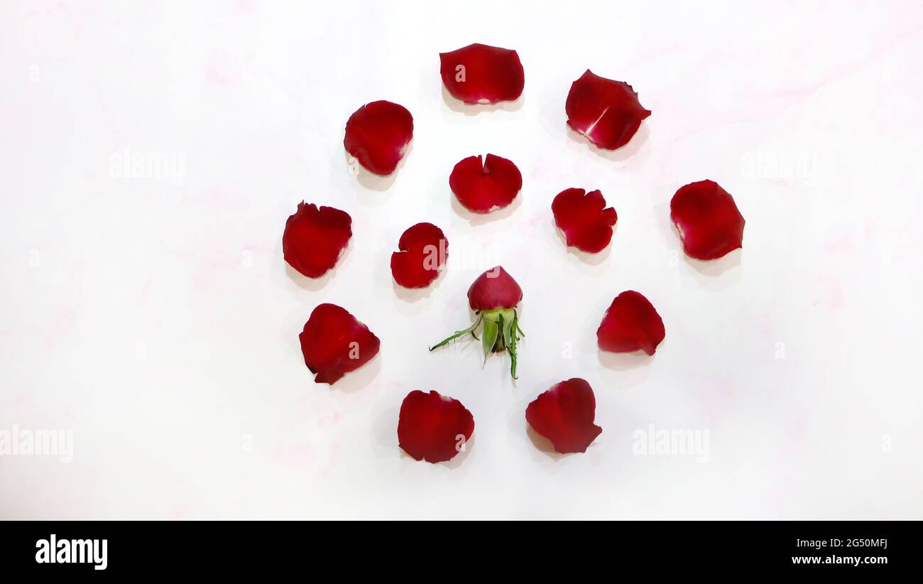 Flat lay of a small red rose bud, surrounded by petals in circular shape. On a pink marble background. Stock Photo