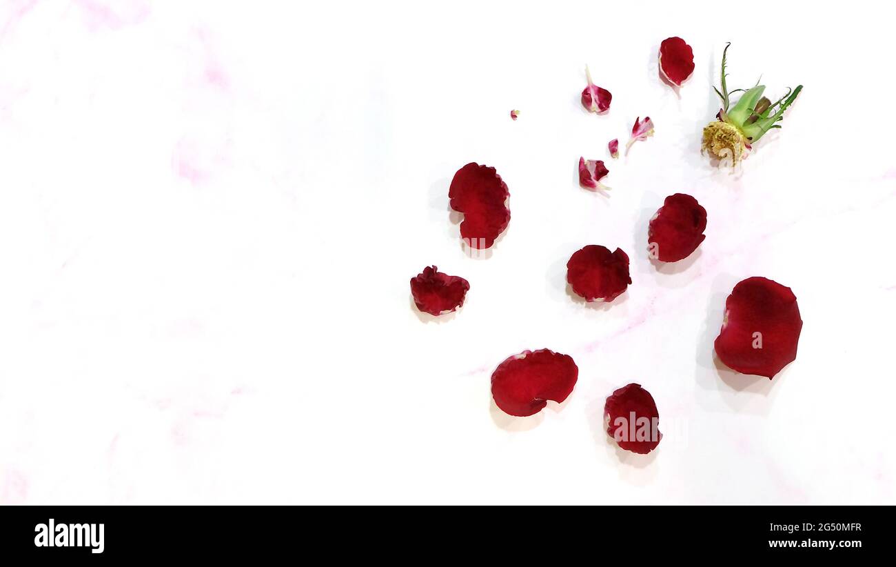 Flat lay of a rose flower head, with all the red petals torn out and scattered around. On a pink marble background. Stock Photo