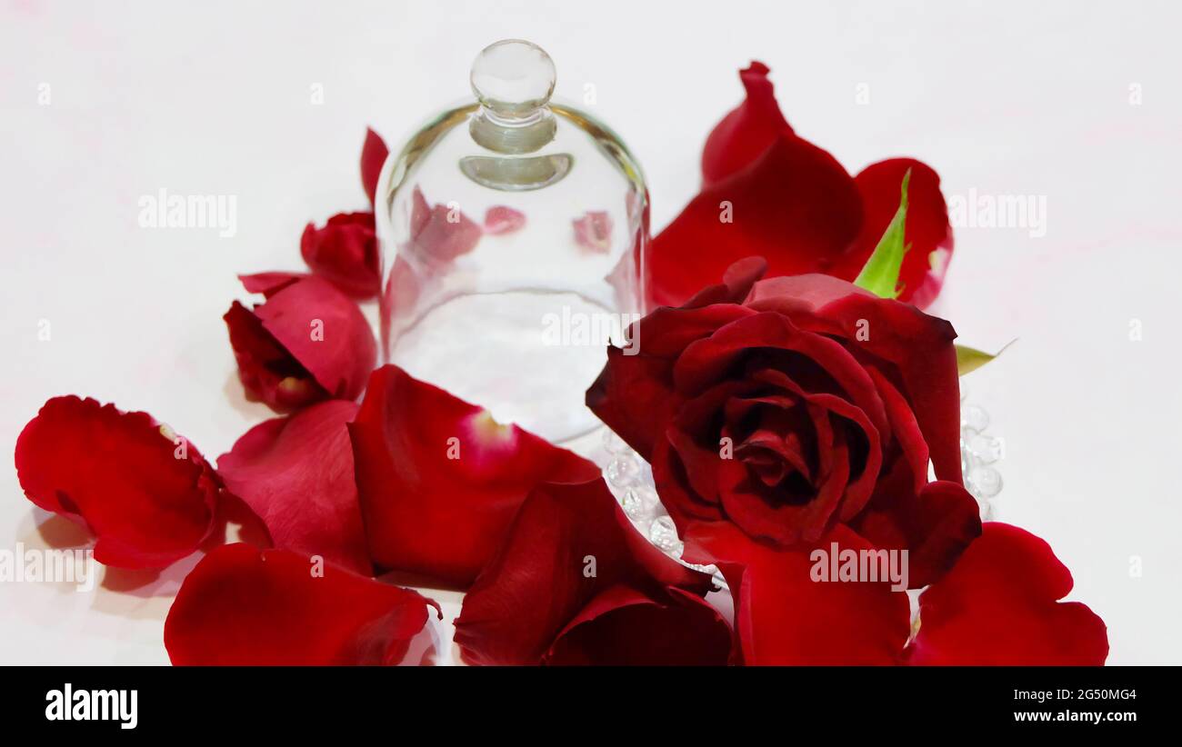 An empty bell-shaped glass jar with the lid on, with a single red rose and many petals spreading around. Stock Photo