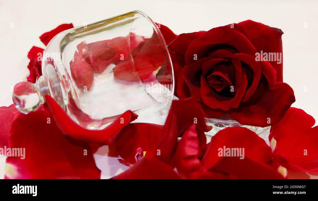 Closeup of a transparent glass lid fallen on its side, surrounded by a red rose in full bloom and red rose petals. Stock Photo
