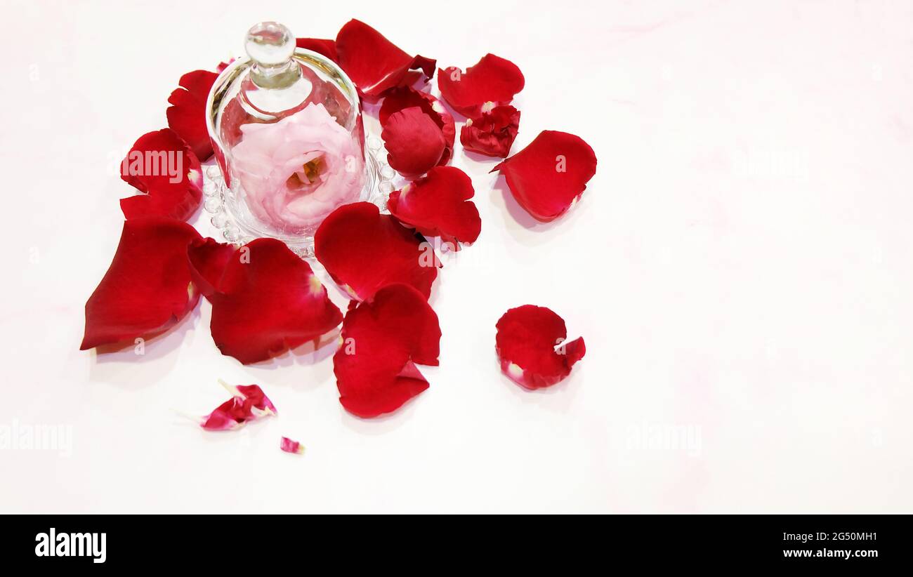 A pink blooming flower placed inside a bell-shaped glass jar with the lid closed.  With red rose petals spreading around the glass jar. Stock Photo