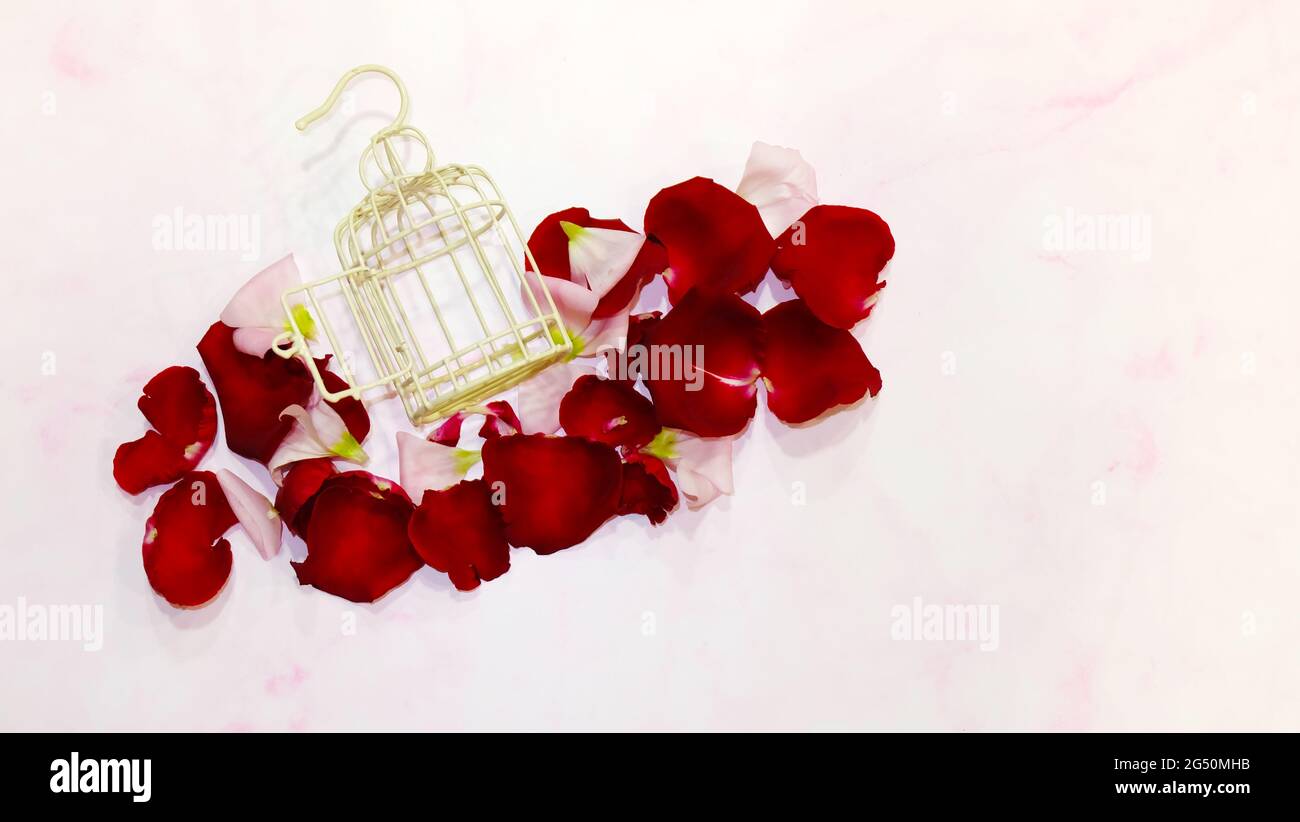 Flay lay of a small empty bird cage, with the door opened, surrounded by red and pink rose petals. With light pink background. Stock Photo