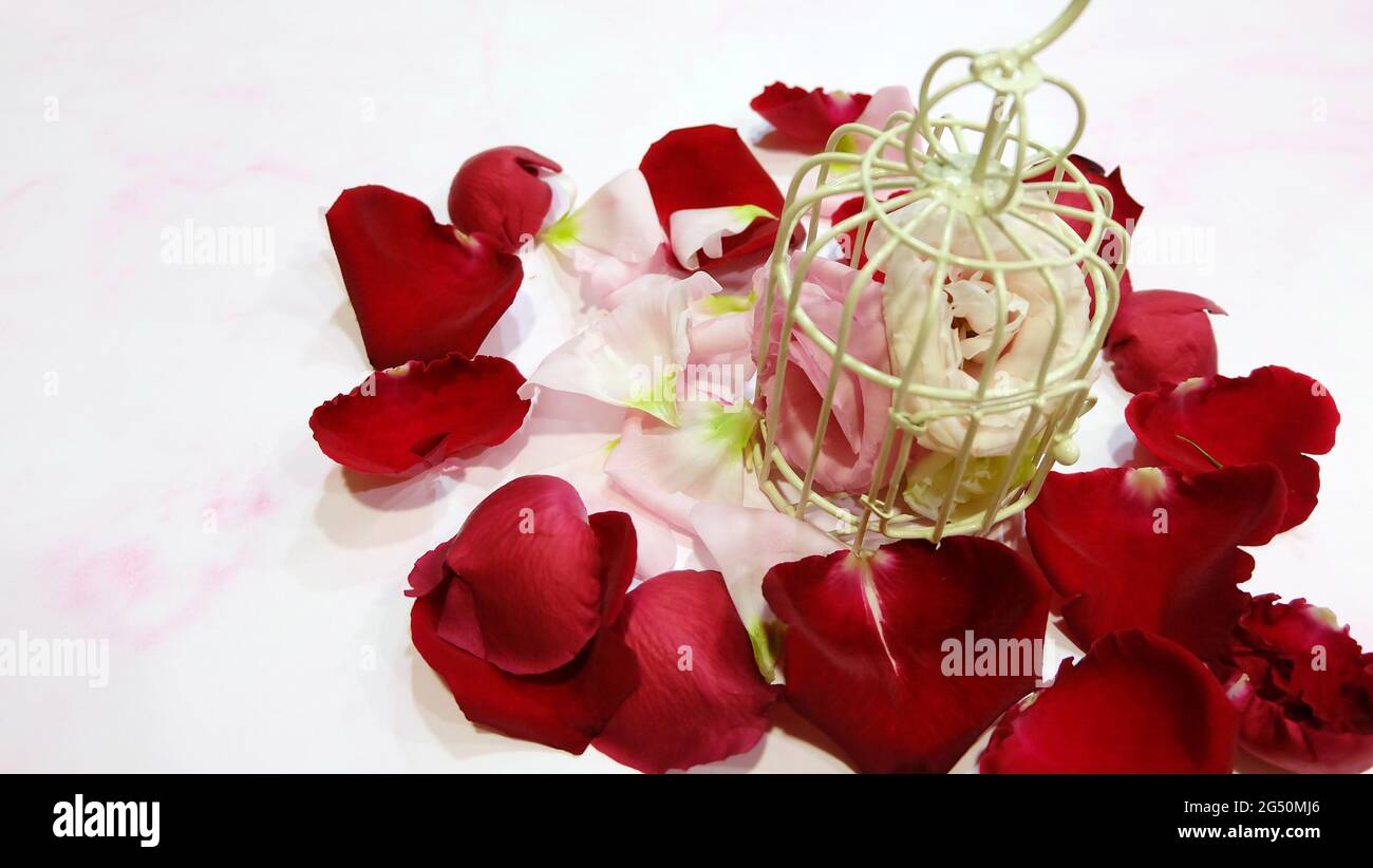 Flowers in pink and cream, being locked inside a small bird cage, surrounded by red and pink rose petals. Stock Photo