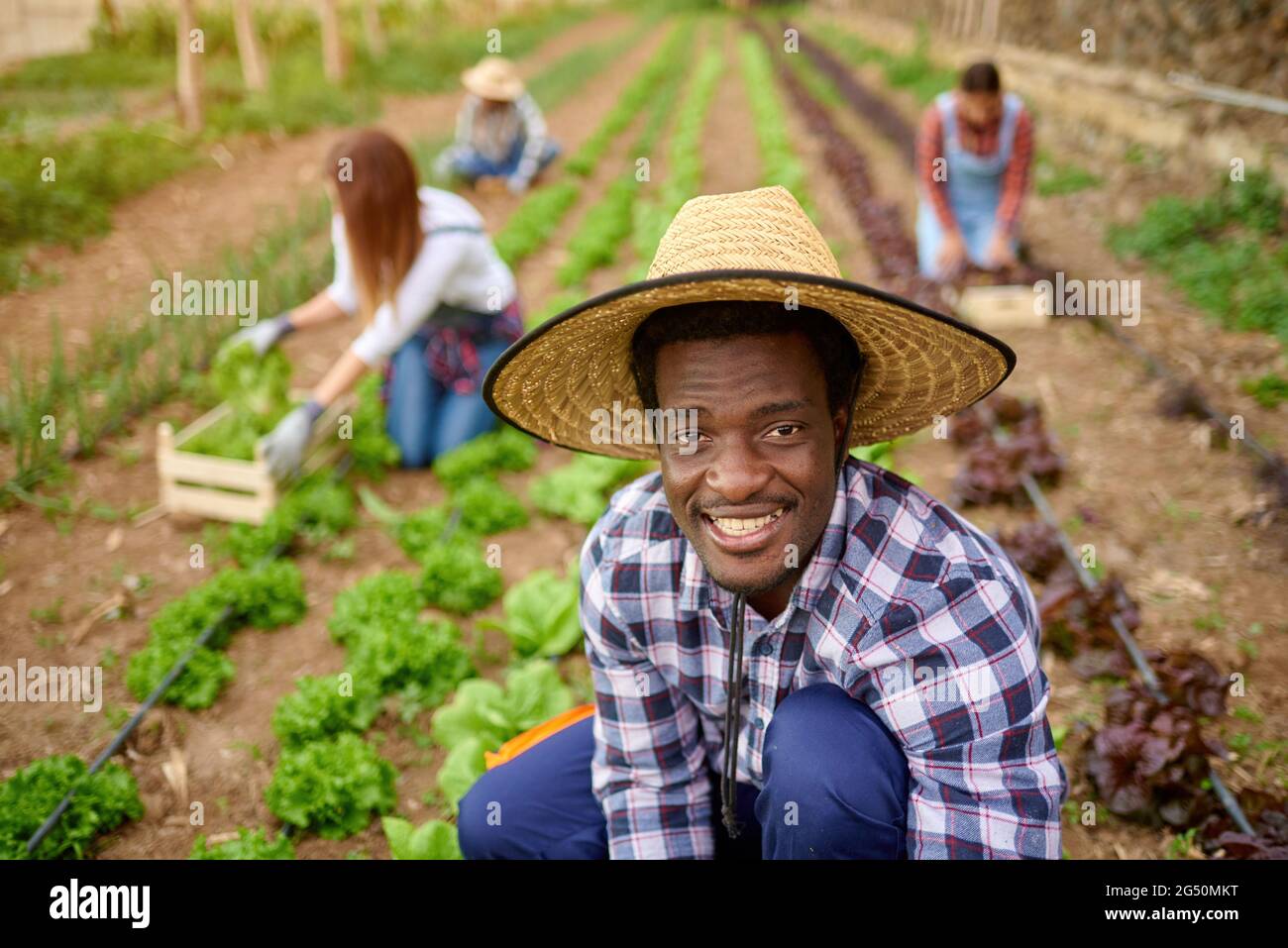 Black farmer with unrecognizable partners harvesting lettuce on plantation Stock Photo