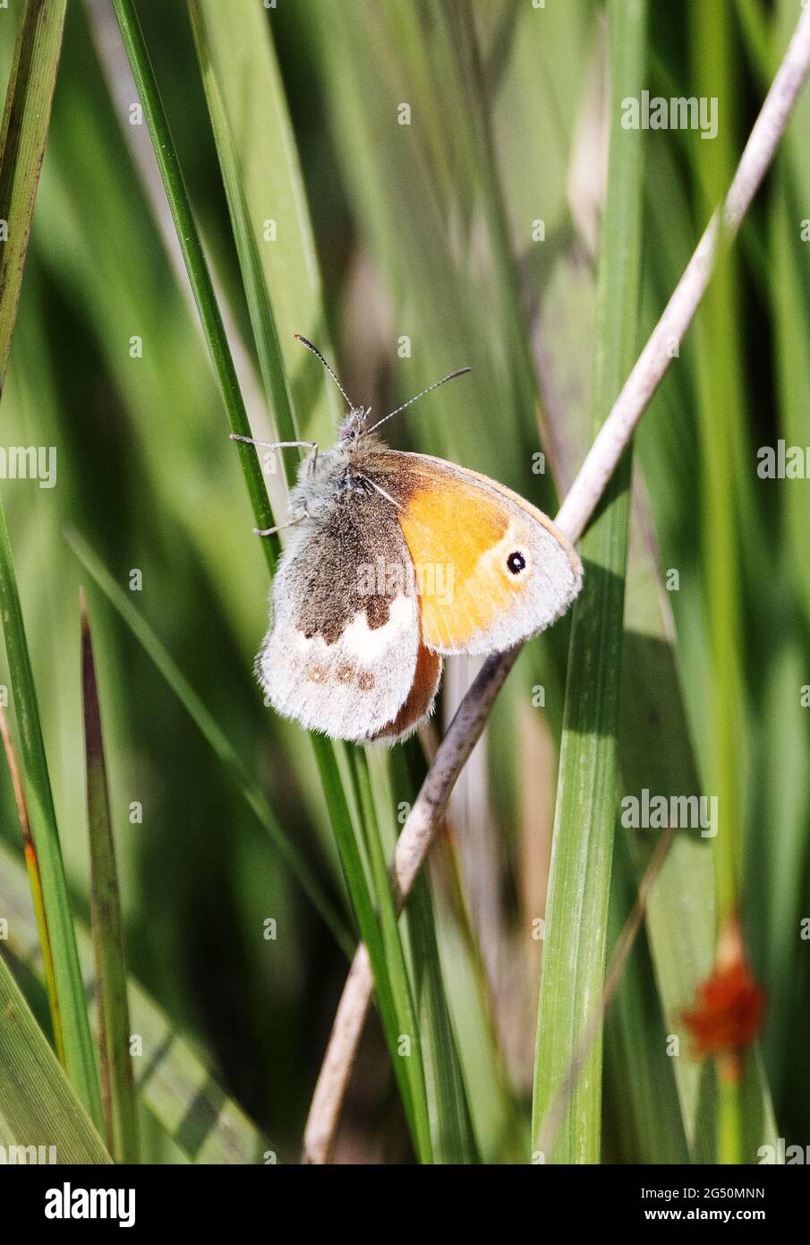 British Butterflies; The Meadow Brown butterfly, Maniola jurtina on grass, Wales, UK Stock Photo