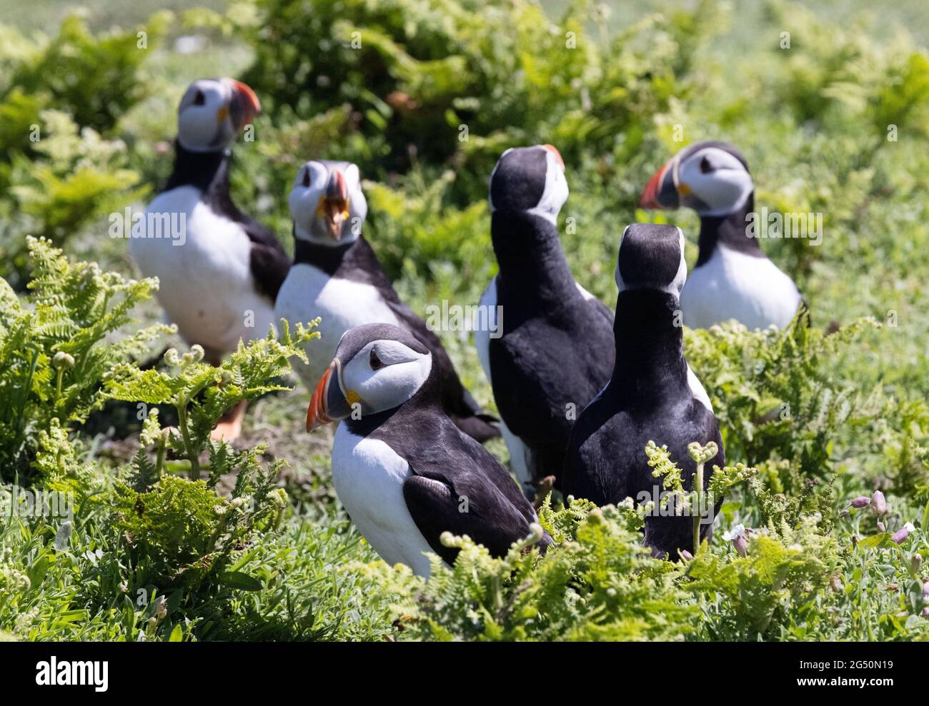 Puffin Skomer - a group of puffins, Fratercula arctica, on the ground, Skomer Island, Pembrokeshire Wales UK Stock Photo
