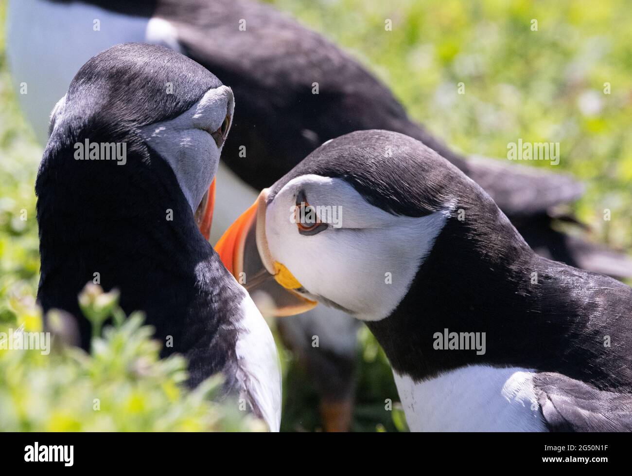 Puffin Skomer - close up of heads of puffins, Fratercula arctica, british seabids Skomer Island, Pembrokeshire Wales UK Stock Photo