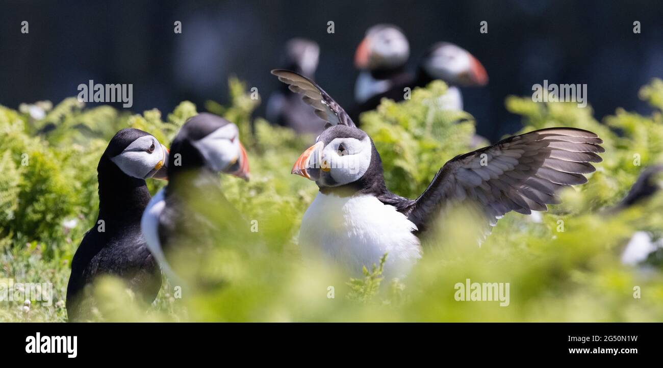 Puffin Skomer - a group of puffins, Fratercula arctica, on the ground, Skomer Island, Pembrokeshire Wales UK Stock Photo