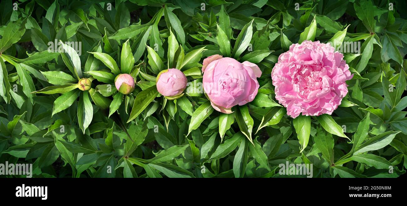 Blooming flower stages with pink flowers in bloom in a summer garden as a peony or peonies blossom or blossoming plants representing floral growth. Stock Photo