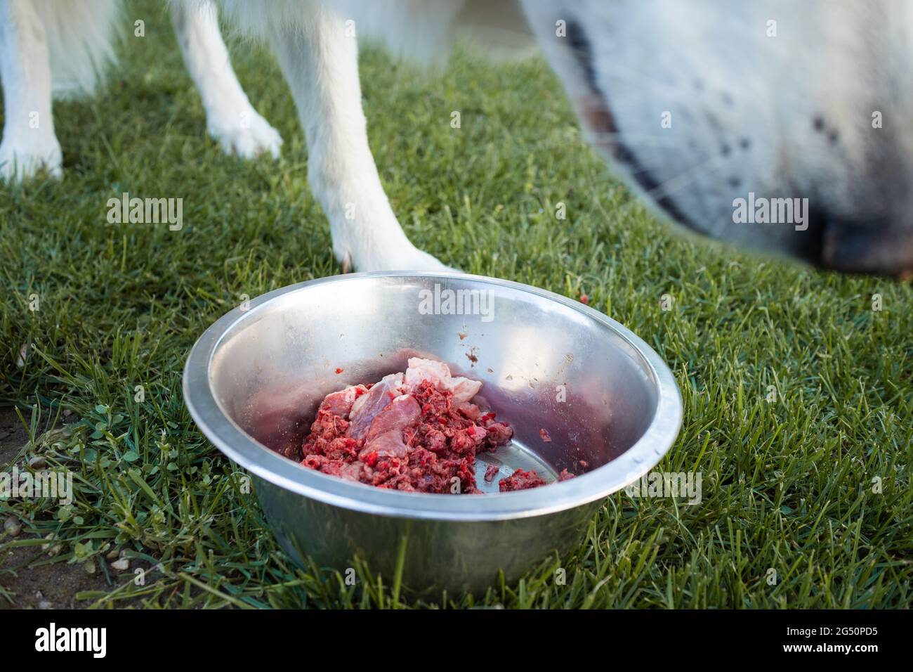 Feeding dog with a healthy raw meat food diet Stock Photo - Alamy