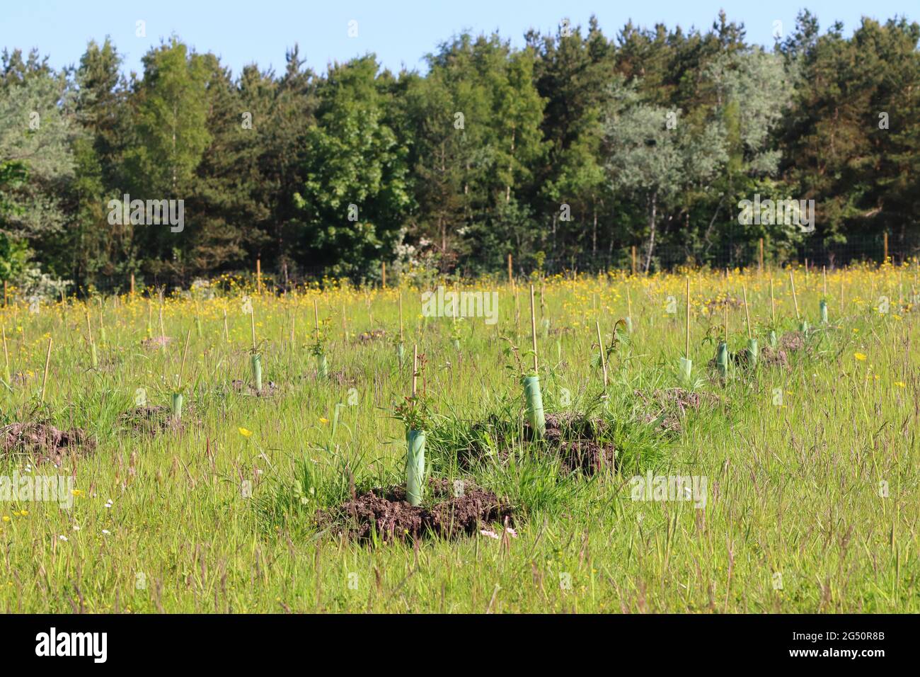 Rows of newly planted Trees in a Nature Reserve, County Durham, England, UK. Stock Photo