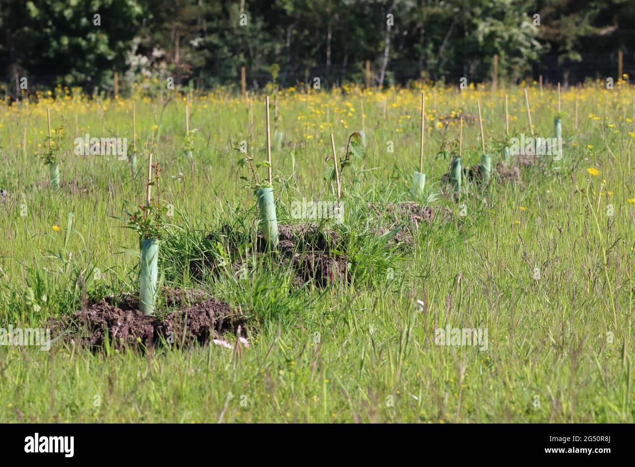 Rows of newly planted Trees in a Nature Reserve, County Durham, England, UK. Stock Photo