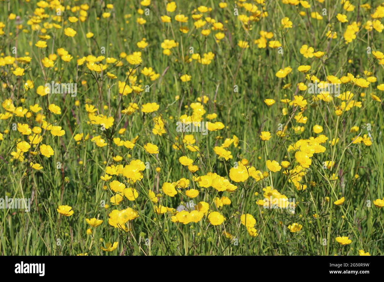In a grass field full of buttercups hi-res stock photography and images ...