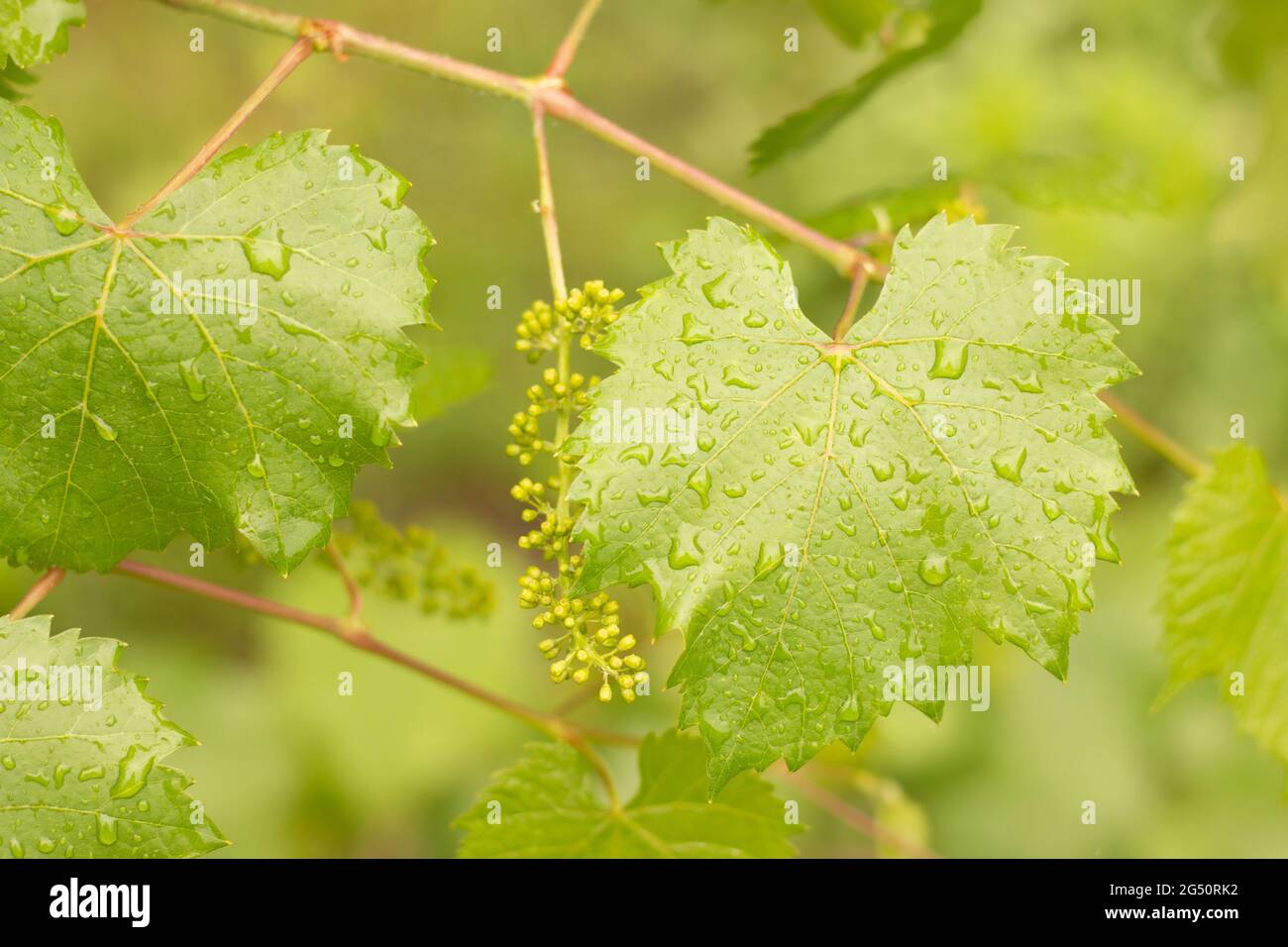 Vine leaves after heavy rain. Young vine plants in drops of water Stock