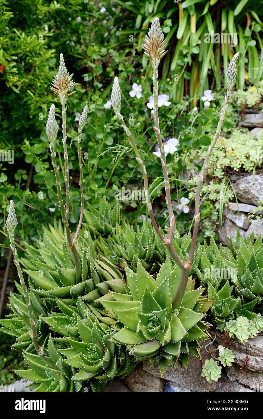 Real Aloe Vera Stock Photo - Alamy