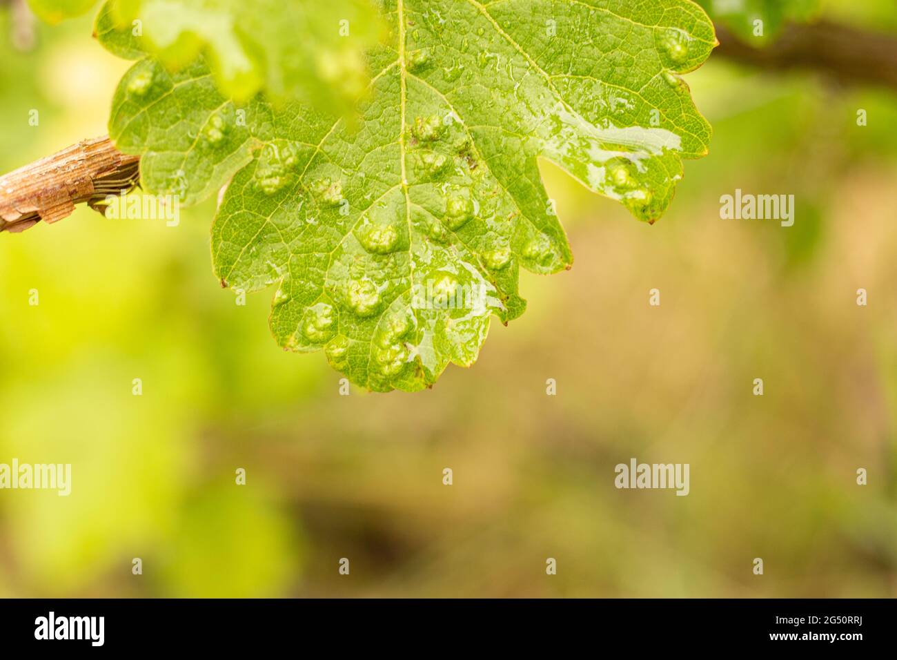 Blisters on a grape leaf damaged by spider mites in a vineyard. Vineyard diseases Stock Photo