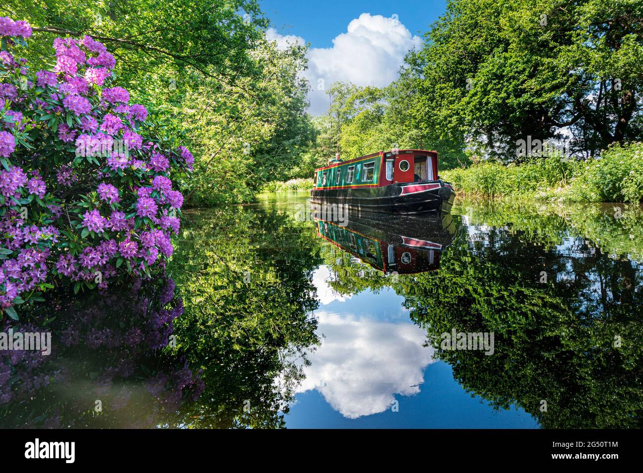 River Wey Narrowboat barge navigating downstream to Papercourt Lock on sunny calm spring day with colourful wild rhododendrons growing on river bank Stock Photo