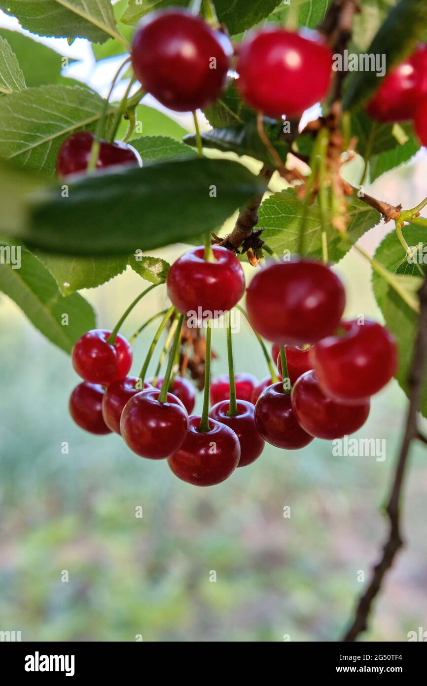 Vertical shot of growing cherries on a tree Stock Photo