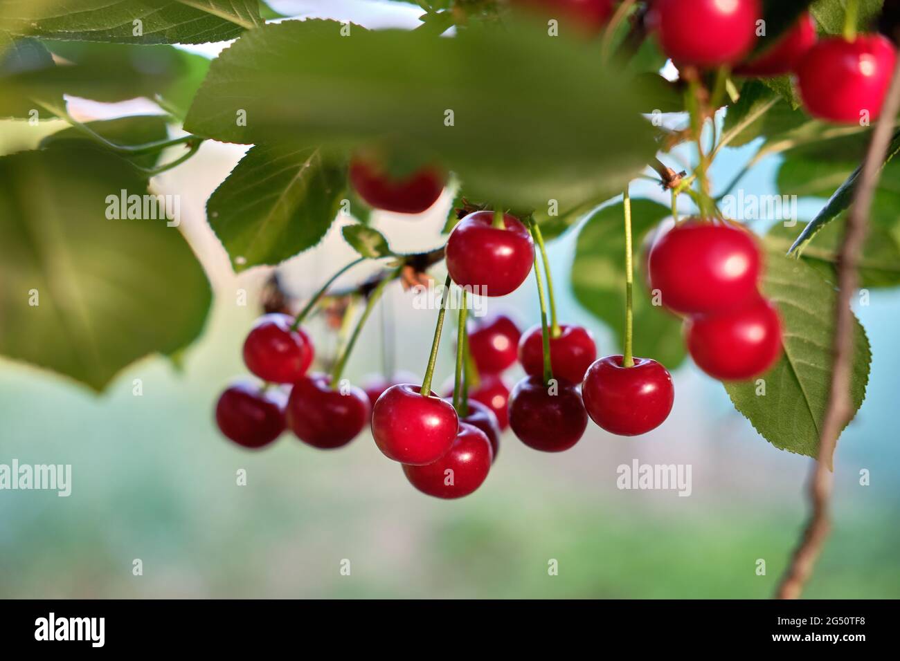 Closeup shot of growing cherries on a tree Stock Photo
