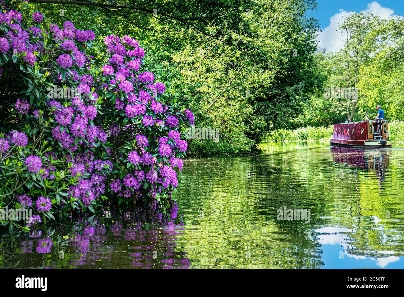 The River Wey & narrowboat barge navigating upstream from Papercourt Lock with wild rhododendron bordering calm sunny River Wey Navigation Surrey UK Stock Photo