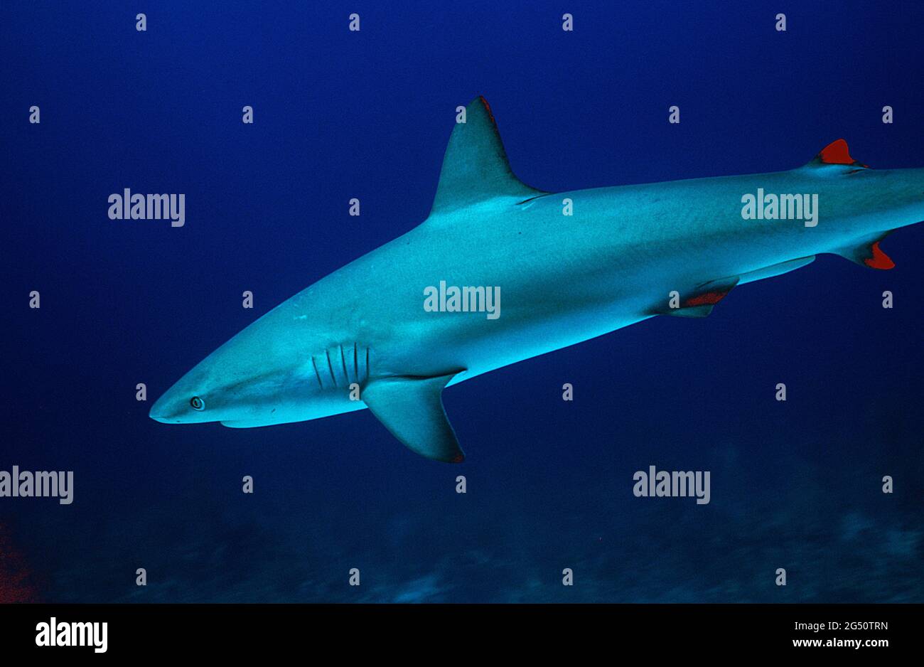 Caribbean reef shark, Nassau, Bahamas Stock Photo