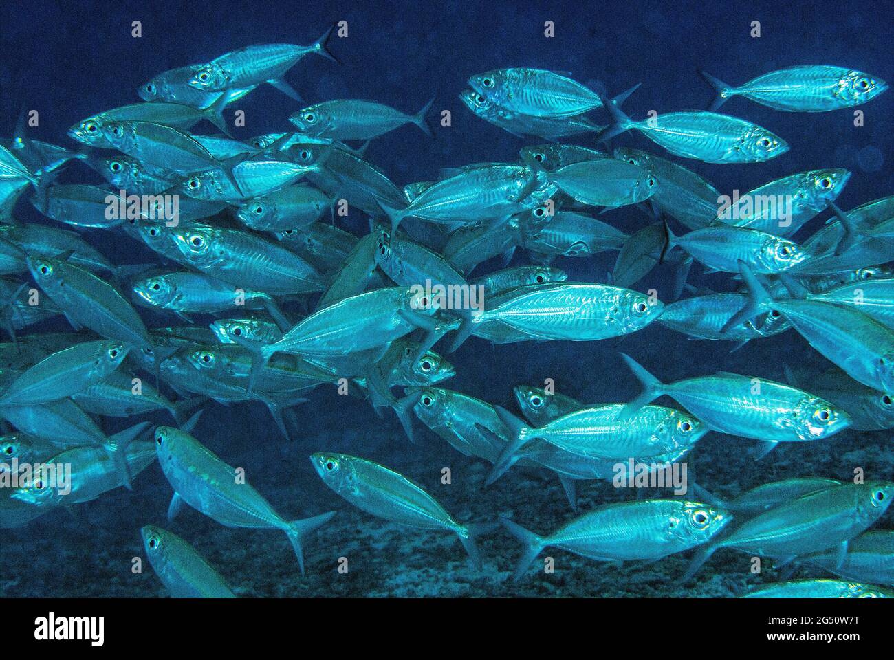 Large school of Herring Scad (Alepes various), Solomon Islands Stock