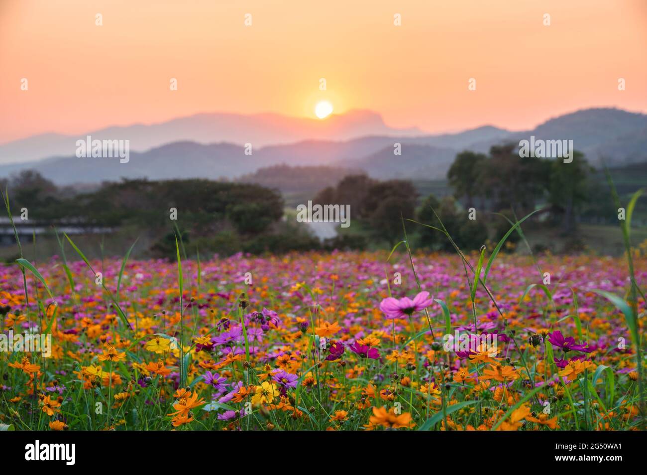 Cosmos flower field mountain hi-res stock photography and images - Alamy