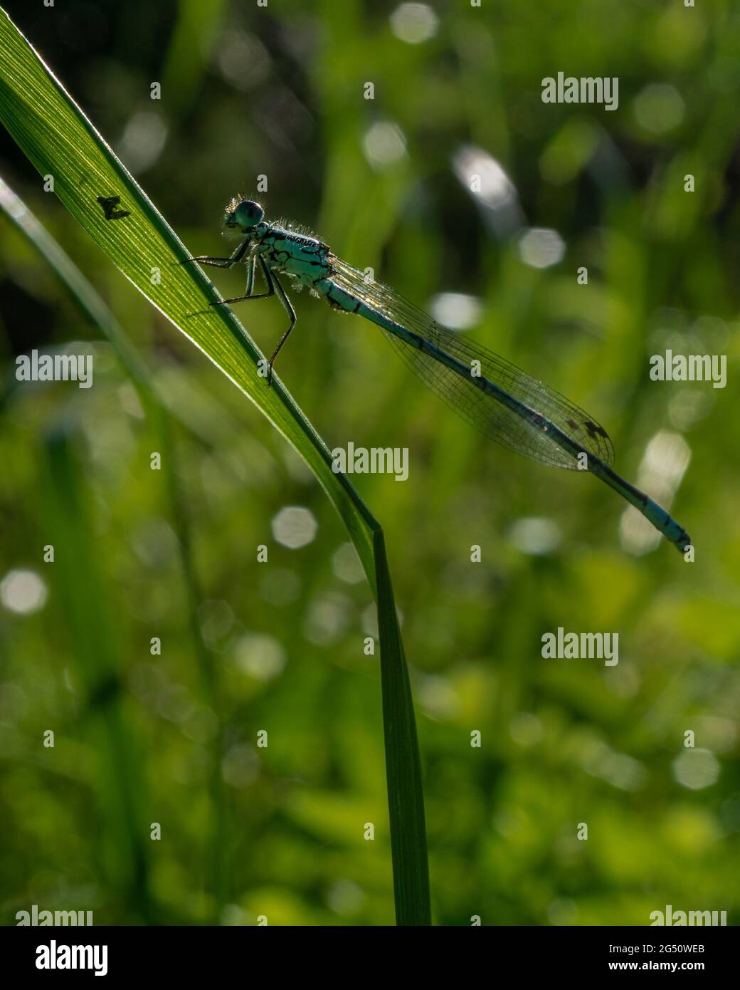 Vertical shot of a dragonfly on a plant's leaf Stock Photo - Alamy