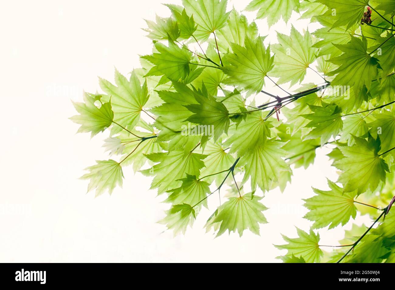 Green leaves spring hi-res stock photography and images - Alamy