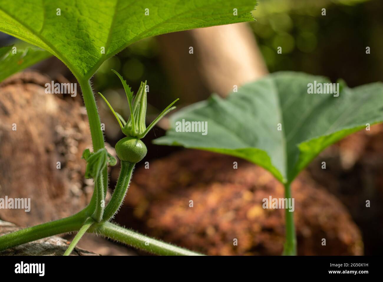 pumpkin flower bud on plant Stock Photo