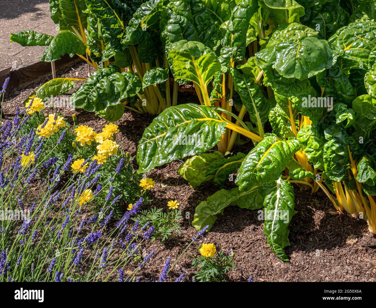 Swiss Chard Yellow Chard Marigolds & Lavender in summer sunlight, growing in a Kitchen vegetable  garden. Chard, (Beta vulgaris, variety cicla) Stock Photo